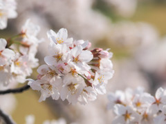 今年も花見に行けました