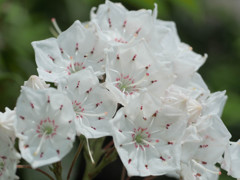 おしべの踏ん張りで花開くカルミア