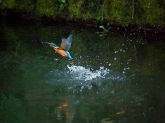 妻が撮るカワセミ水浴びシーン５