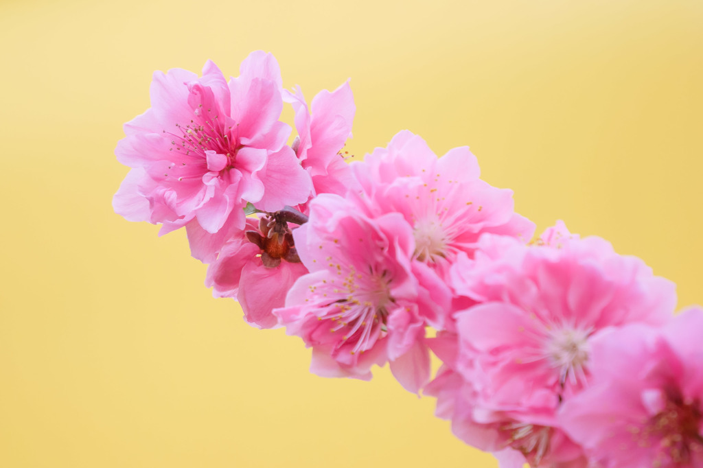 曇天下の春の花