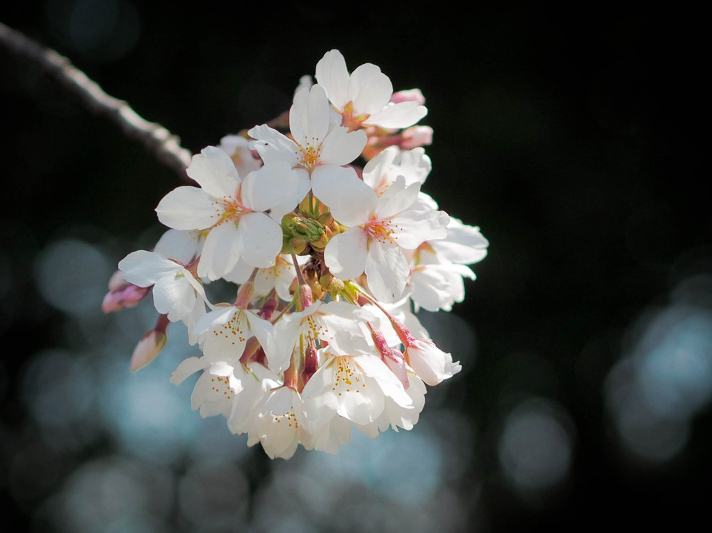 光散らす桜