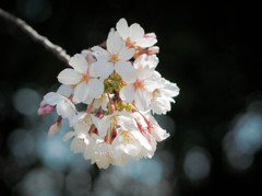 光散らす桜