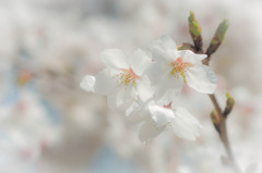 夢で見た桜