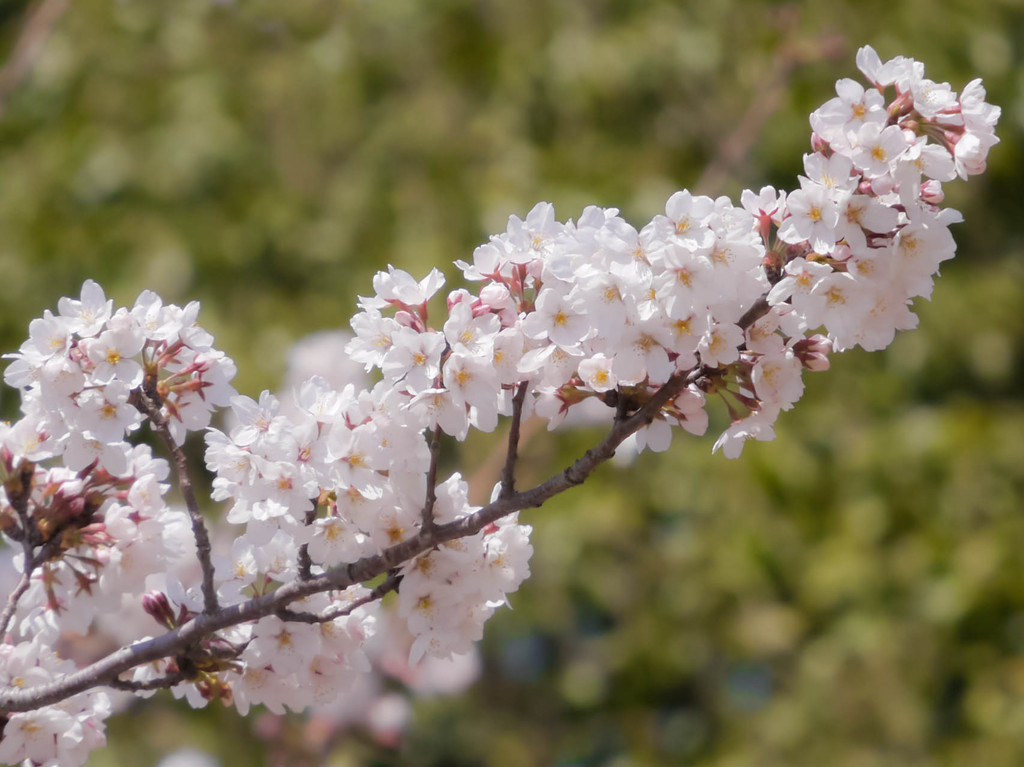 桜グリーンバック