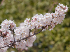桜グリーンバック
