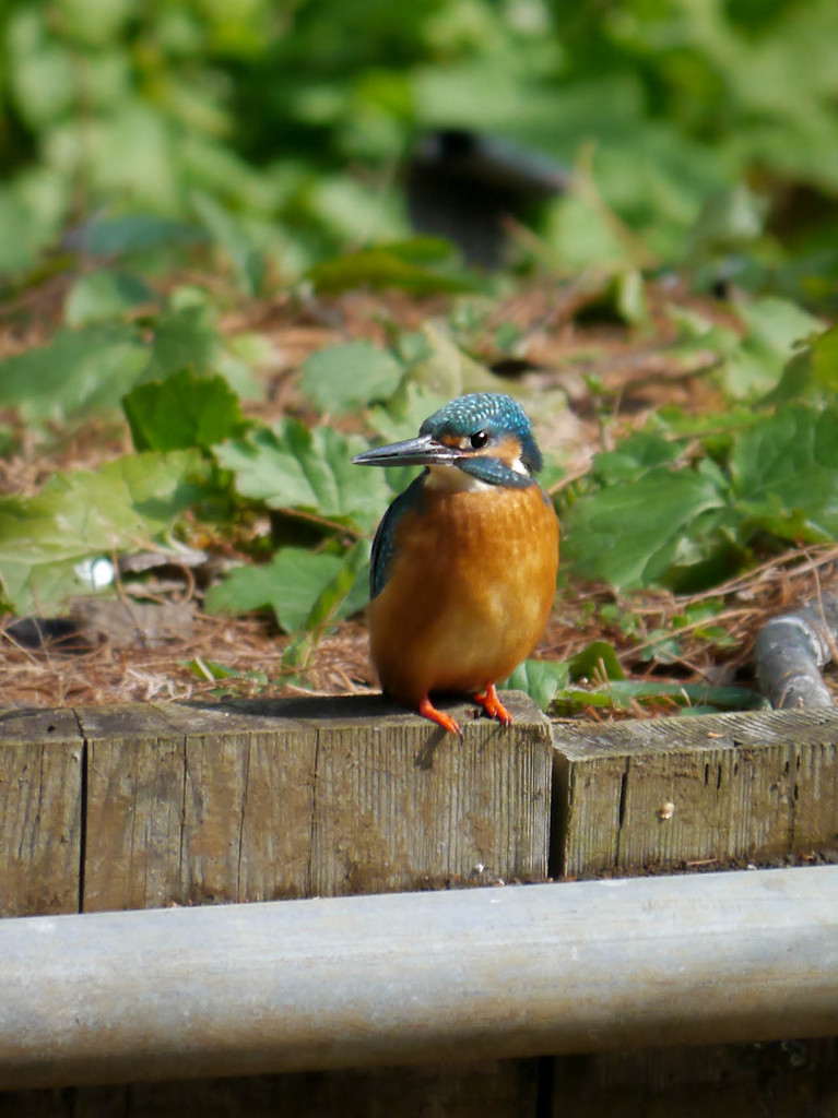 彼女を待ち佇むカワセミくん