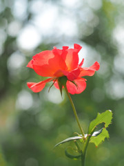 光降り注ぐ薔薇