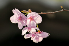 豪雨前の桜たち