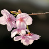 豪雨前の桜たち