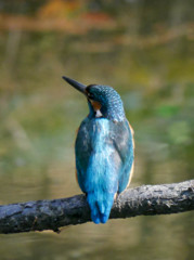 紺碧の美しい背中