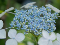 ガクに守られる青い花たち