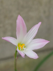 道端に咲く綺麗な花