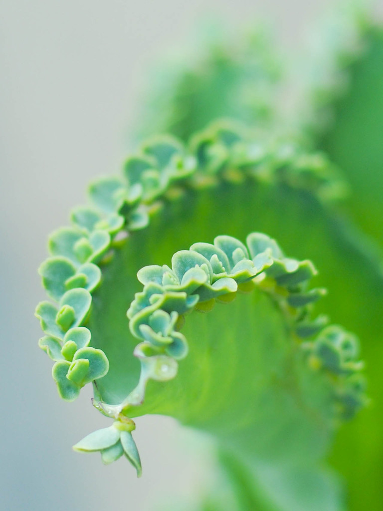 葉なのか花なのか