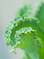 葉なのか花なのか