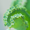 葉なのか花なのか