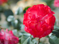 真っ赤な薔薇
