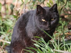 黒猫の睨み