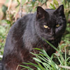 黒猫の睨み