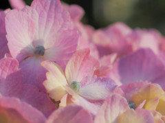 斜陽浴びる花びら