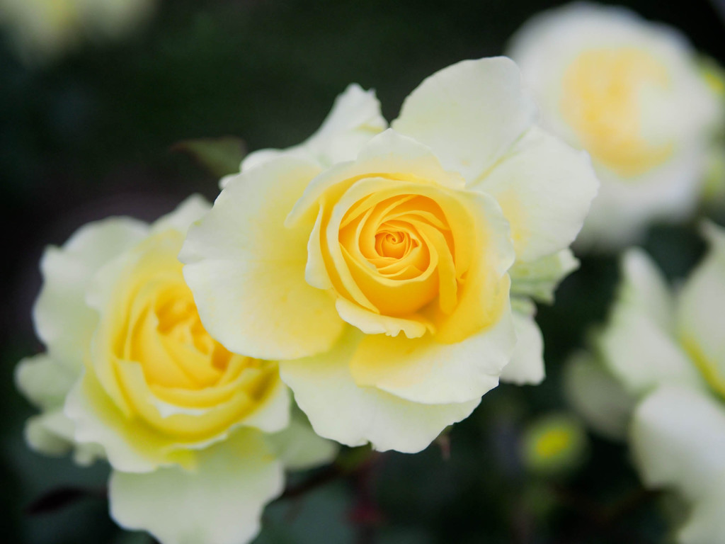 高低差のある薔薇