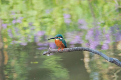 カワセミ、春色に囲まれて