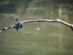 カワセミ着艦　高速連写4連発(4)