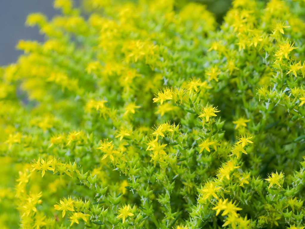 ミニマムイエローがいっぱい