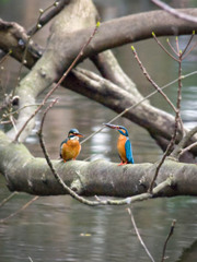 カワセミ君、大威張り