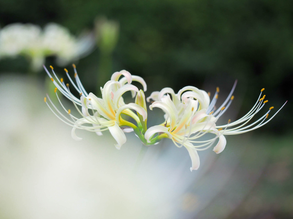 白曼珠沙華の世界２