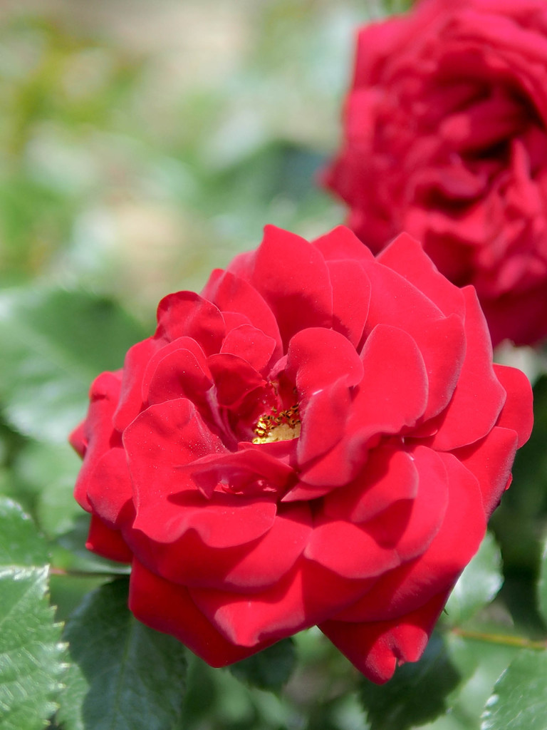 陽を浴びる紅の薔薇