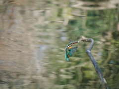 カワセミ飛翔高速連写４