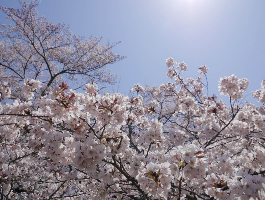 逆光桜