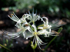 白曼珠沙華