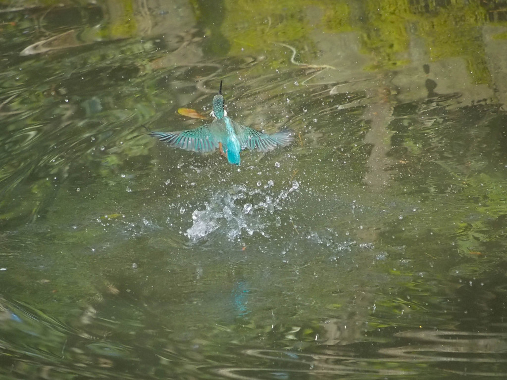 カワセミ、水面から離脱シーン１