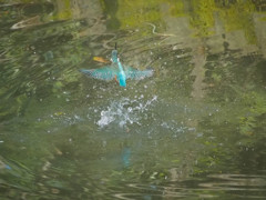 カワセミ、水面から離脱シーン１