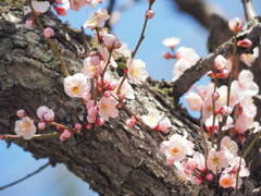 若い梅の花がいっぱい
