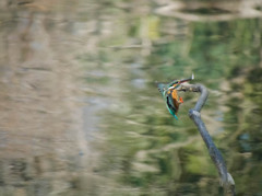 カワセミ飛翔高速連写５