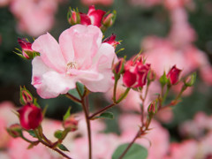 燃ゆる薔薇