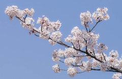桜、空に