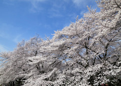 コンパクトデジカメ(コンデジ)で桜を愛でる４