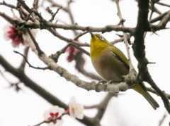 寒い曇天でもメジロは元気２