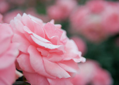 薔薇の横顔