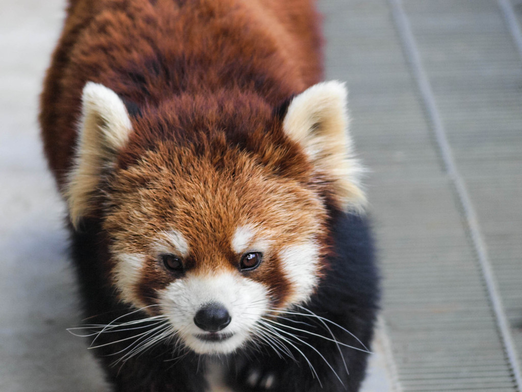 ノシノシ寄ってくるレッサーパンダ