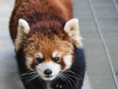 ノシノシ寄ってくるレッサーパンダ