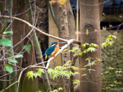 カワセミの雌に大きな魚をプレゼント