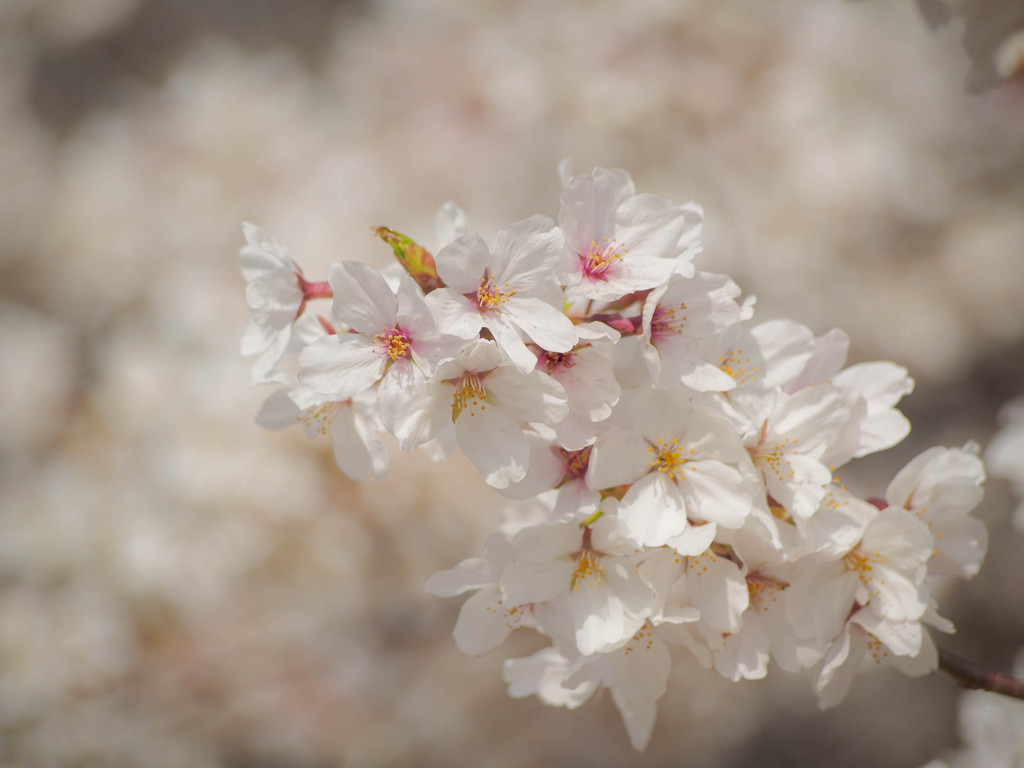 春陽に色づく桜たち