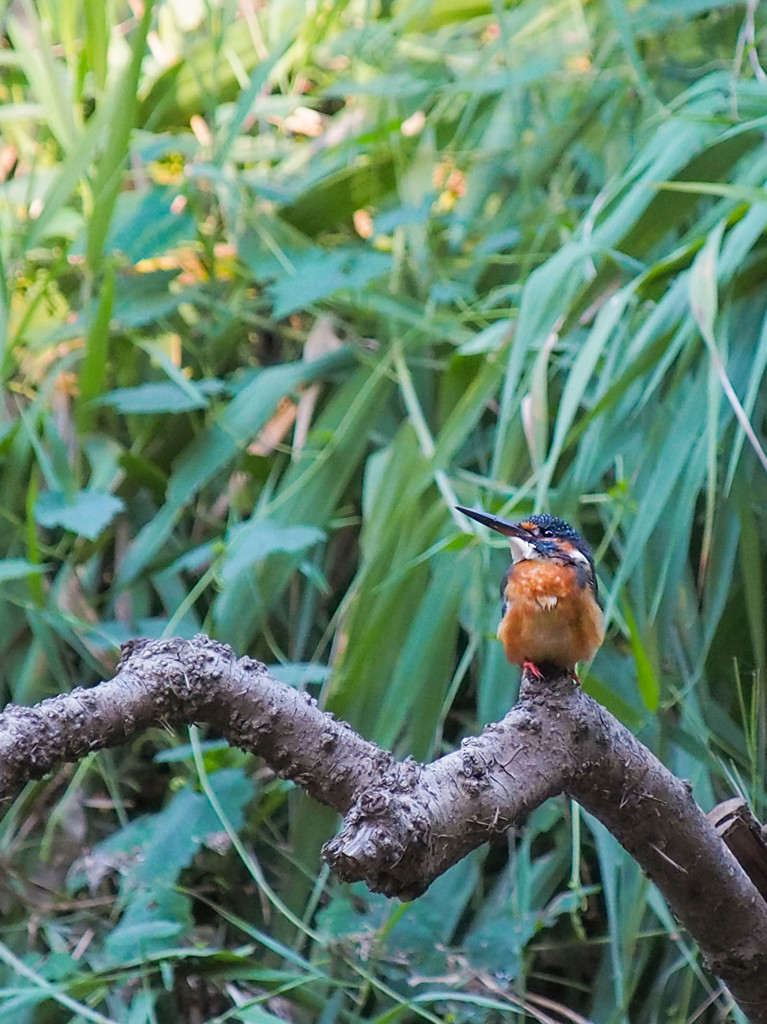光差す方を向くカワセミ