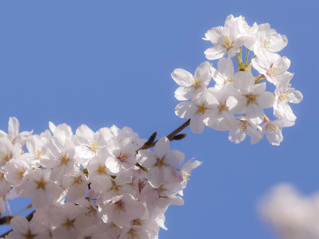 晴れ桜