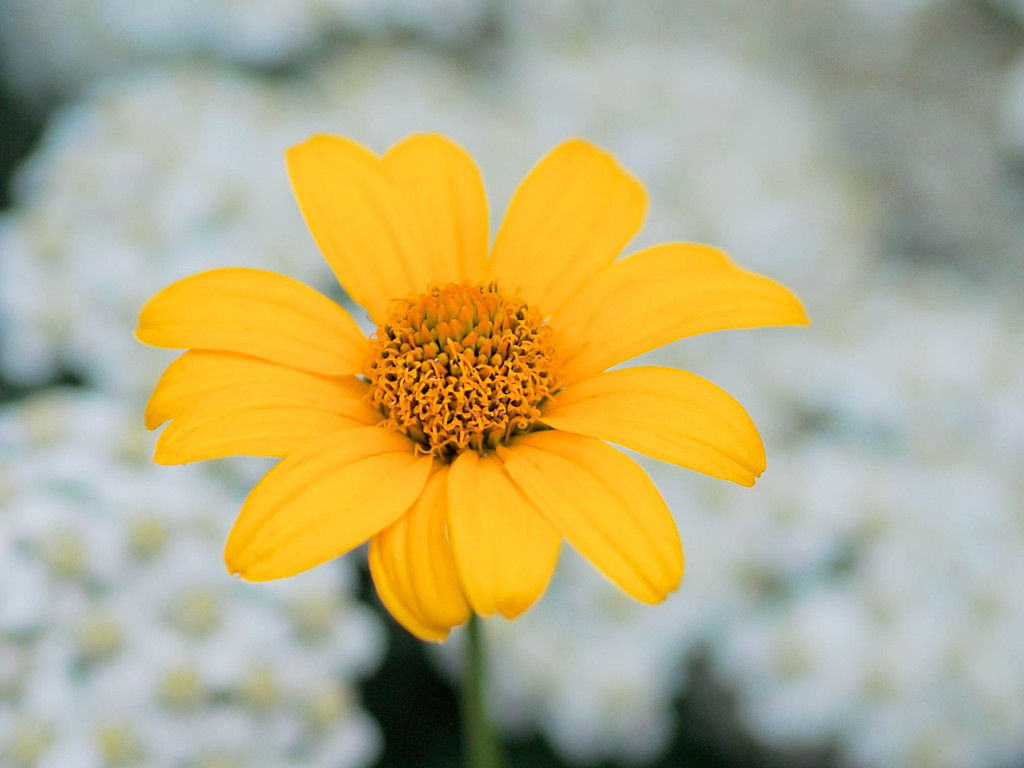 白い小さな花たちに囲まれて