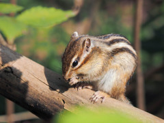 シマリスさん、食事夢中